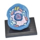 thumbnail image 3 of Modelo de anatomía celular Modelo anatómico, Ver los principales orgánulos Suministros de enseñanza, Kit de ciencias de biología, para el aprendizaje, 3 of 10