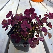 Trifolium Lucky Clover, Coco Mint, Shamrock Clover - Pot Size: 3in (2.6x3.5in) - House Plants