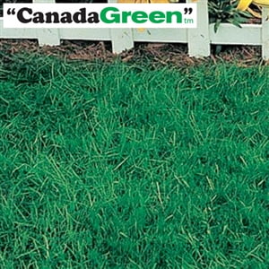 Canada Green Grass Seed - 6 Lbs.