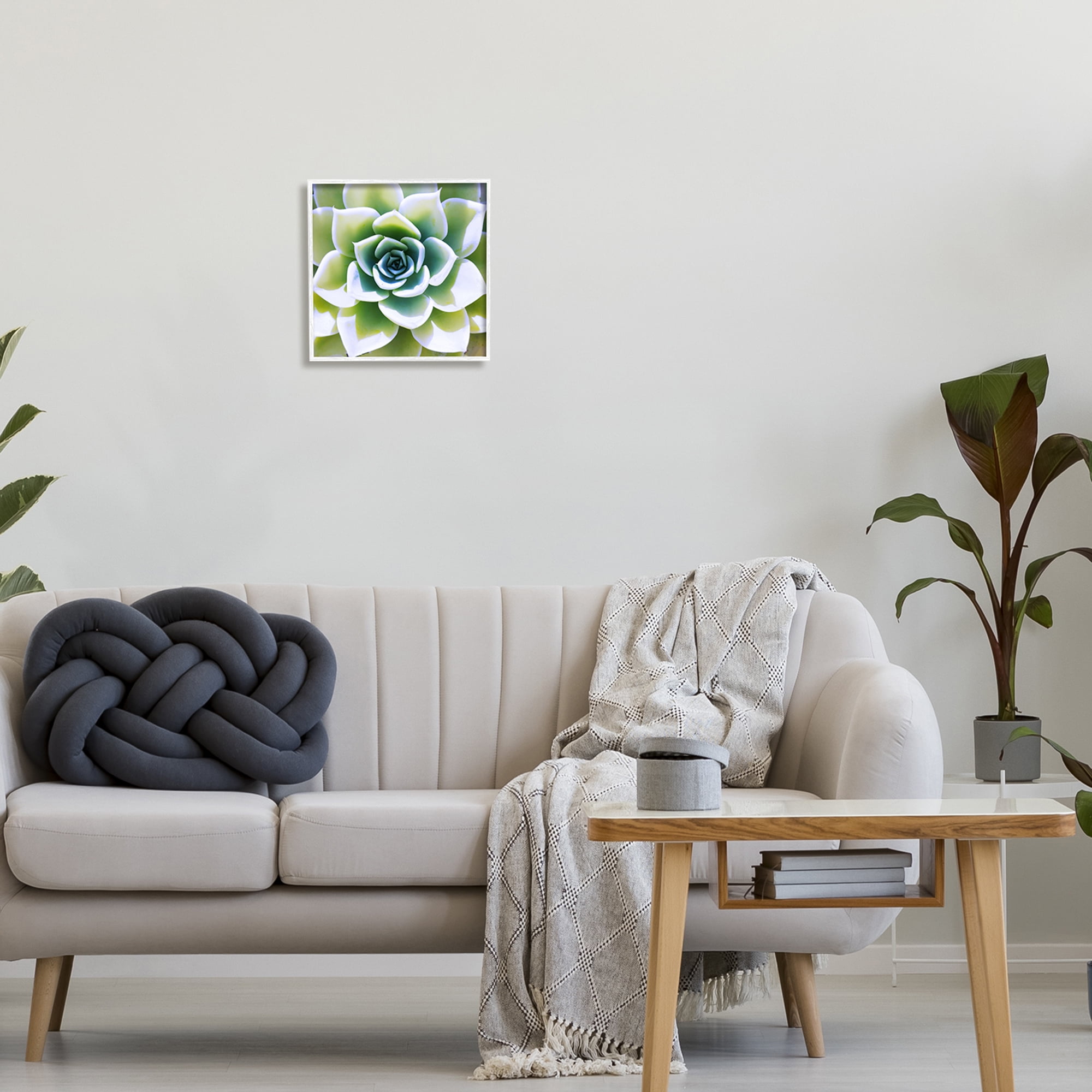 Stupell Green Succulent Nature Close Up Botanical & Floral Photography White Framed Art Print Wall Art