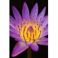 thumbnail image 2 of Anonymous 13x18 Gold Ornate Wood Framed with Double Matting Museum Art Print Titled - Violet Lotus, 2 of 4