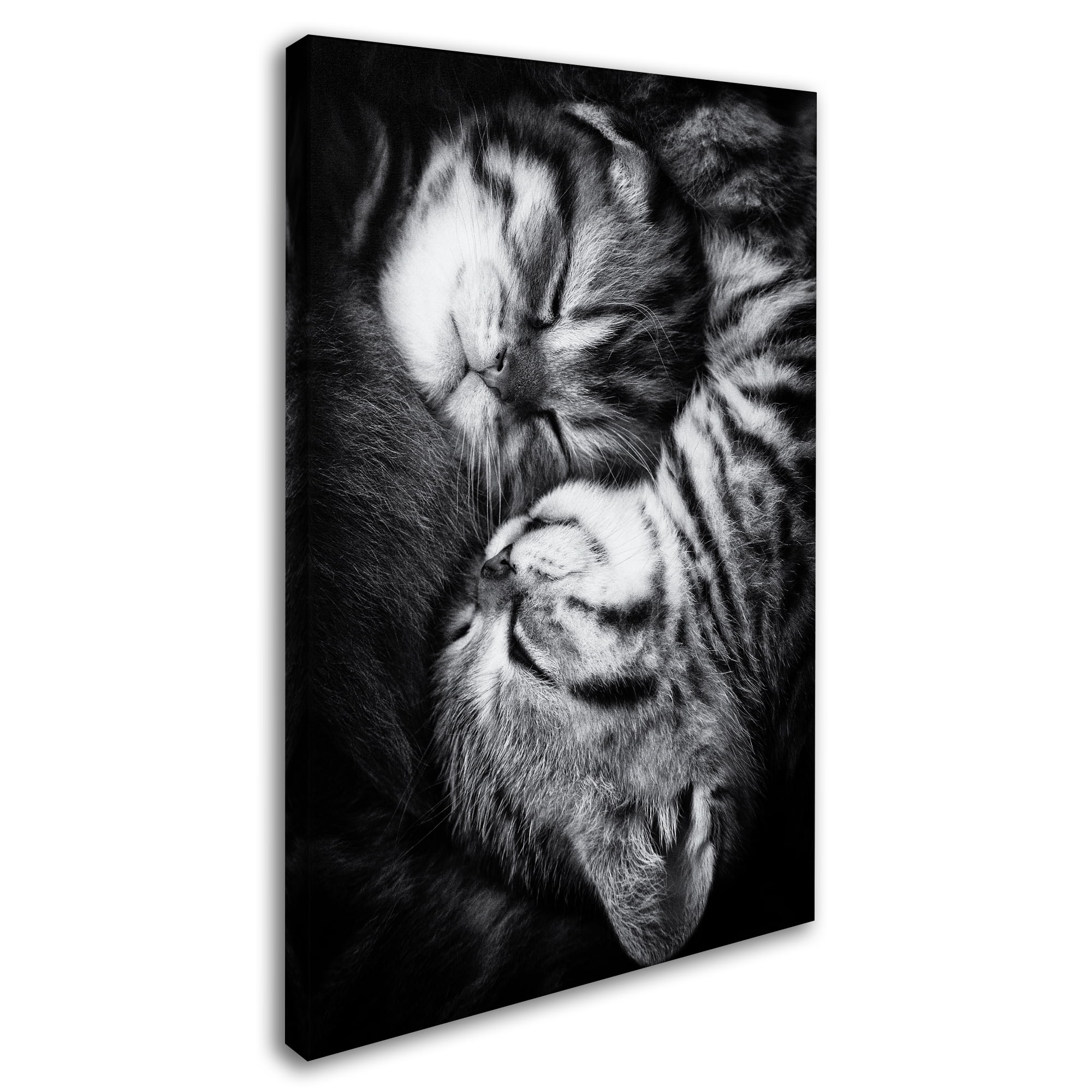 Trademark Fine Art 'Yin And Yang' Canvas Art by Andrea Jancova