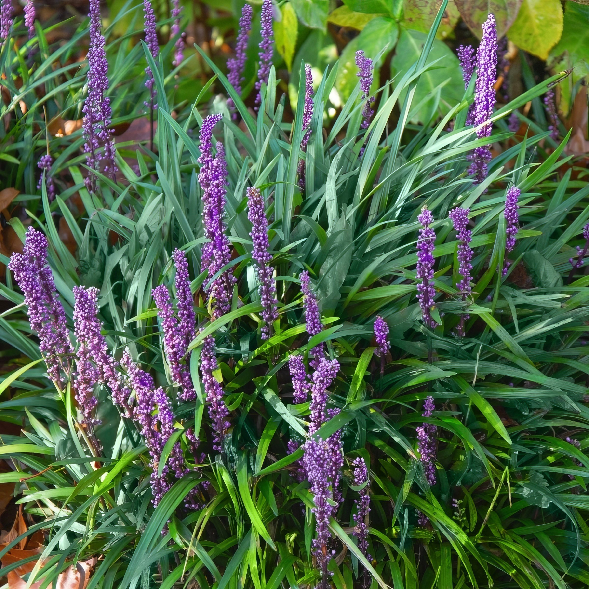 National Plant Network 1 gal. Liriope Emerald Goddess Grass