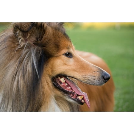 - LAMINATED POSTER Rough Collie Dog Pet Canine Collie Breed Pedigree Poster Print 24 x 36