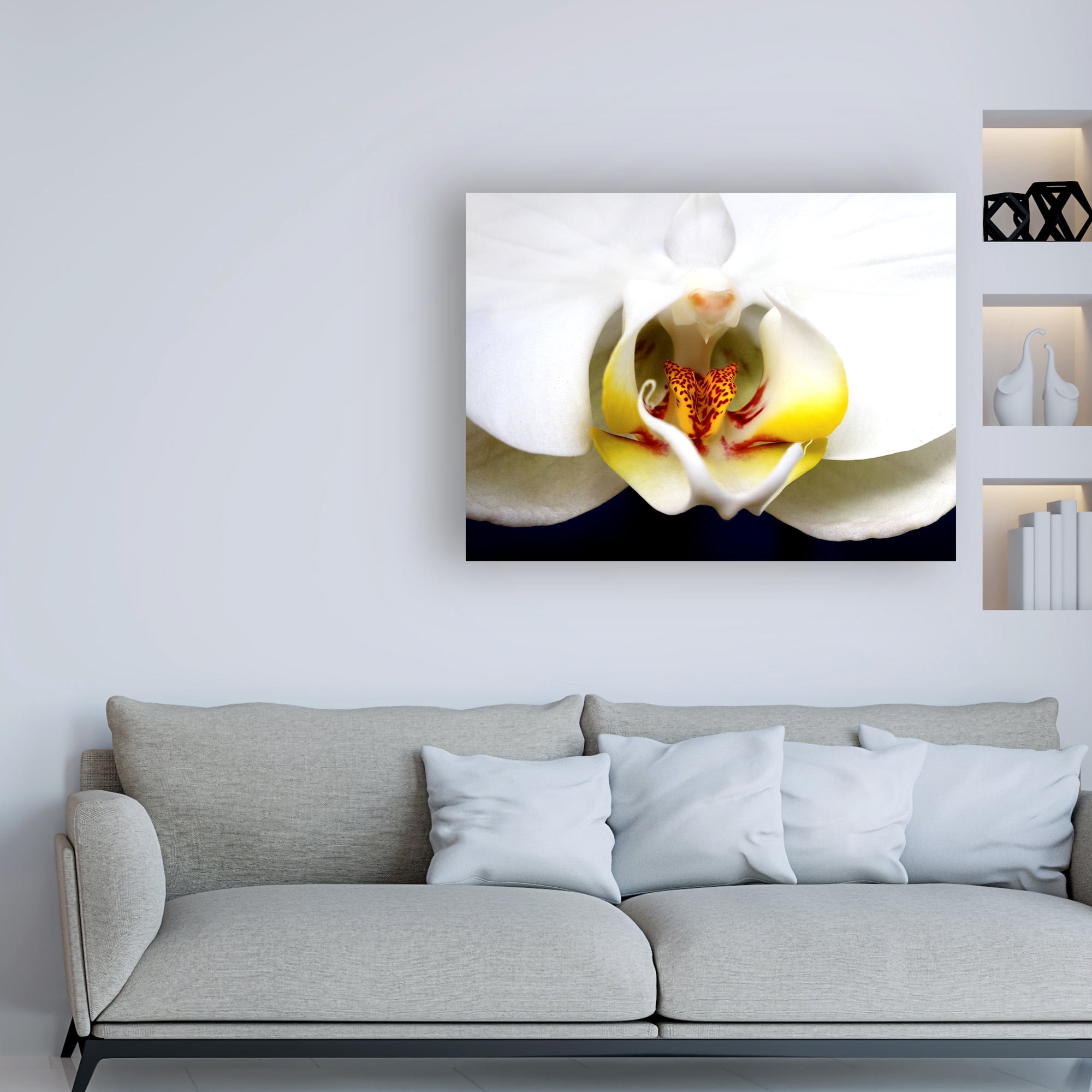 Trademark Fine Art 'Dove Orchid' Canvas Art by Dana Brett Munich