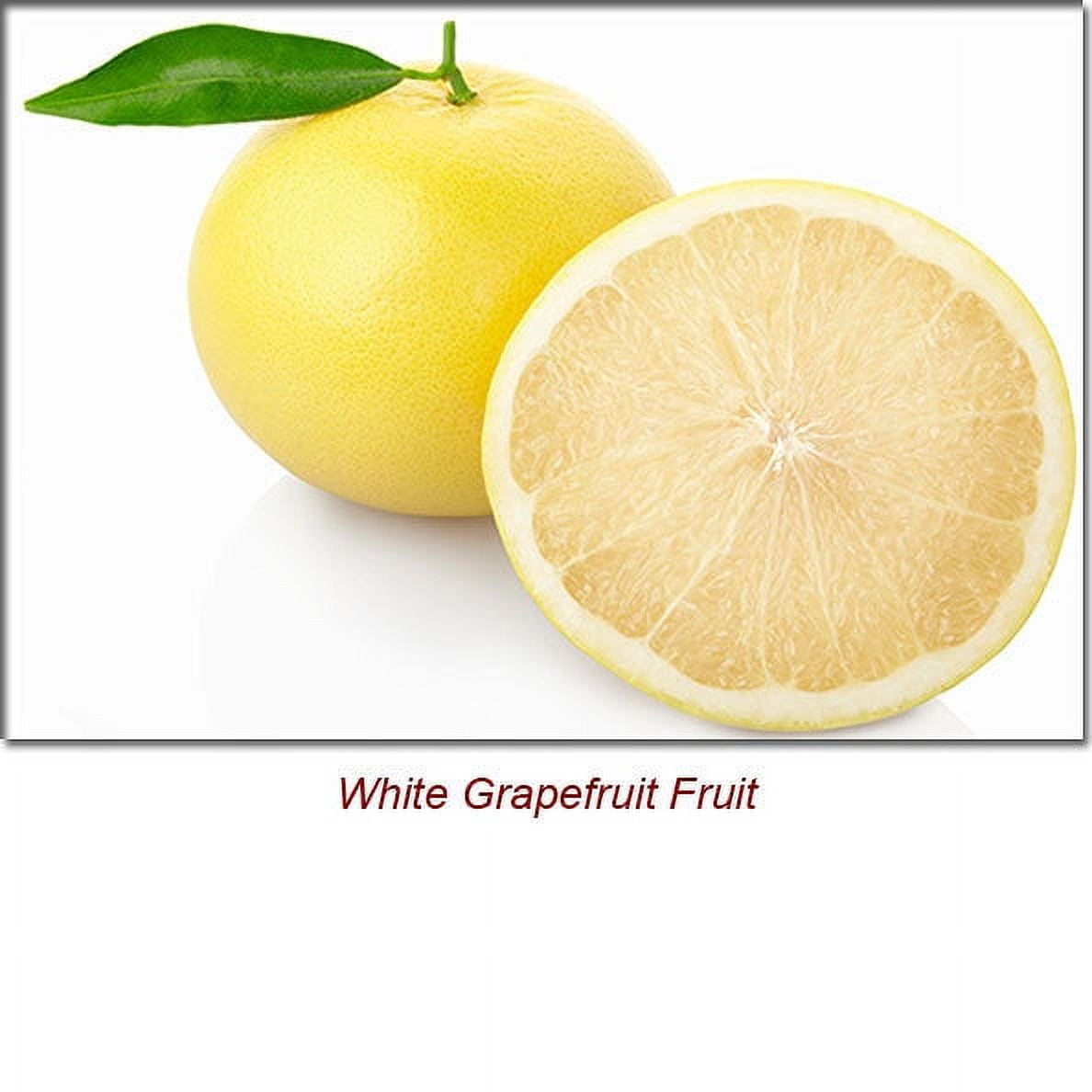 Grapefruit White Essential Oil 15 ml (1/2 fl oz) - 100% Pure and Natural by Silky Scents