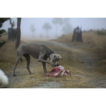 LAMINATED POSTER Canine Feed Dog Meat Eat Carcass Hunting Poster Print 24 x