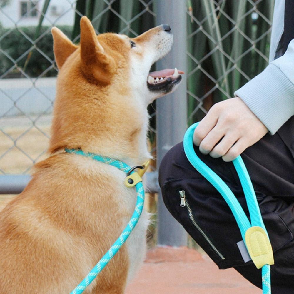 slip leash training
