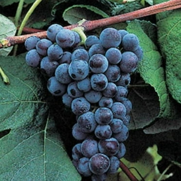 Pixies Gardens Mars Black Seedless Grape Vine 2 Gallon