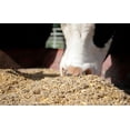 thumbnail image 6 of Starting Fluid- Supportive Liquid Nutrients for Livestock, 6 of 8