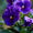 Cute Bunny, variant on Purple Pansy Canvas Wall Art,Floral Decor for Living Room Bedroom Dining Room Office Hotel Dorm