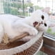 thumbnail image 5 of 5-10X Cat Toys Silvervine Chew Stick Kitten Treat Catnip Toy Cleaning Teeth Toys, 5 of 5