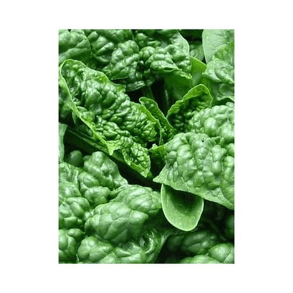 Spinach Bloomsdale Great Heirloom Vegetable By Seed Kingdom BULK Wholesale 1 Lb Seeds