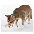 thumbnail image 3 of Cuenco para mascotas de cerámica antideslizante Antiasfixia YONGSHENG 1 Pieza Blanco, 3 of 5