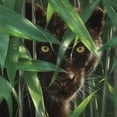 thumbnail image 2 of Black Panther - Wild Eyes by Collin Bogle, Canvas Wall Art, 12W x 12H, 2 of 2