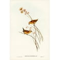 thumbnail image 2 of Gould, John 17x24 Black Ornate Wood Framed with Double Matting Museum Art Print Titled - Yellow-rumped Finch-Donacola flaviprymna, 2 of 4