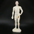 thumbnail image 2 of 26cm Professionnel Unisexe Point d'Acupuncture PVC Corps Humain Modèle Outil d'Enseignement, 2 of 8