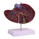 thumbnail image 3 of Modelo de vesícula biliar humana, modelo anatómico de órgano interno, herramienta didáctica práctica e intuitiva para profesionales de salud., 3 of 9