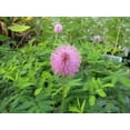 thumbnail image 3 of 100 Graines de MIMOSA / Plante Sensible / Ne Me Touche Pas - Schrankia Uncinata, 3 of 3