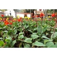 thumbnail image 6 of Seedville 5 Mixed Canna Lily Flower Seeds, 6 of 11