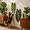 Anthurium, variant on Extra Large Anthurium Leaf-Shaped Sisal Cat Scratcher for Wall & Floor Furniture Protection