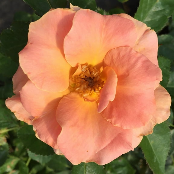 Honey Nectar™ Grandiflora Rose by Heirloom Roses - Apricot Rose Bush