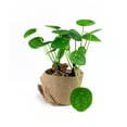 thumbnail image 1 of Pilea Plant, 1 of 1