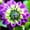 E, variant on Dahlia, Low Maintenance - Easy Grow - Ideal for Beds Borders, Plant Pots & Planters