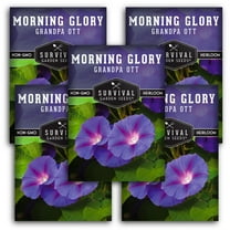 Grandpa Ott Morning Glory Seeds - 5 Pack - Non-GMO Heirloom Full Sun Annual Flower