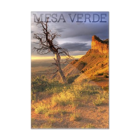 Mesa Verde National Park, Colorado - Lone Tree - Lantern Press Photograph (24x36 Acrylic Wall Art Gallery Quality)