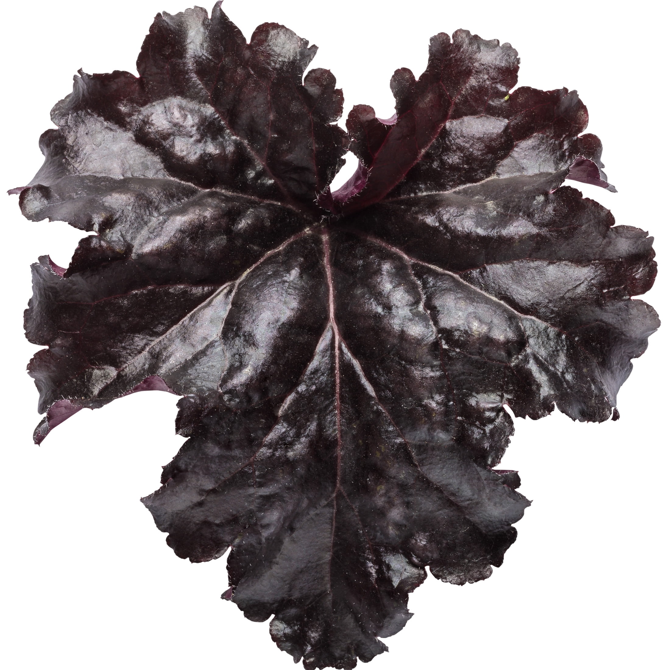Proven Winners 6" Black Dolce 'Evening Gown' Coral Bells Live Plant in 6.5" Pot