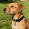 thumbnail image 4 of Adjustable Nylon Dog Collar, Fashion Pet Accessory With Safety Release Buckle, for Daily Walks and Training, B, 4 of 8