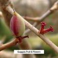 thumbnail image 4 of Banyan Botanicals Guggulu - Certified Organic, 1/2 Pound - Supports The Proper Function of The Joints*, 4 of 4