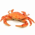 thumbnail image 1 of Figura de cangrejo de plástico, realista, modelo océano, 25 cm, 1 of 3