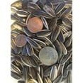 thumbnail image 2 of 100 Organic Mongolian Giant Sunflower Seeds for Planting; Non-GMO PanAsiaHeirloom, 2 of 4