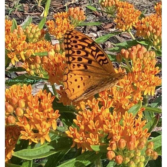 Asclepias Tuberosa Orange Seed Pack - 25 Count, Attract Butterflies