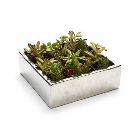 Athenas Garden PA-SA12 2 in. Live Succulent Gift Set - 12 Plants