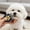Blue, variant on Professional Eye Comb for Pets - Stainless Steel Tear Stain Remover for Cats & Dogs, Gentle Round-Head Grooming Tool - Light Green