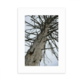 thumbnail image 1 of less Fir Art Deco Fashion Desktop Photo Frame Picture Display Decoration Art Painting, 1 of 3