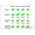 thumbnail image 1 of 24"x36" Gallery Poster, speciation mechanisms of speciation evolution, 1 of 1