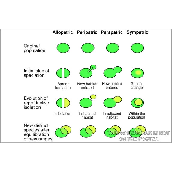 24"x36" Gallery Poster, speciation mechanisms of speciation evolution