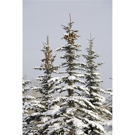 Snow Covered Evergreen Trees - Calgary - Alberta - Canada Poster Print - 13 x 20