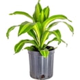 thumbnail image 2 of Gardenera Labs Premium Dracaena Potting Soil Mix - (2 Quart Bag), 2 of 6