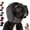Grey, variant on Snugpup Ear Wrap, Snugpup Ear Muffs, Soundproof Noise-Reducing Wrap with Adjustable Velcro Straps, Soft, Breathable, And Machine-Washable Fabric, Stretch Fabric,Ideal for Dogs