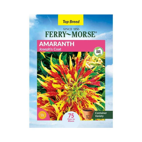 Ferry-Morse 300MG Amaranth Joseph's Coat Annual Flower Seeds, Full Sun