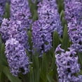 thumbnail image 2 of Van Zyverden Hyacinths Atlantic Set of 10 Bulbs Blue Part Sun, 2 of 7