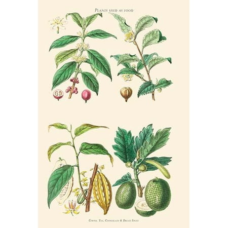 Plants Unused as food. Coffee, Tea, Chocolate, Breadfruit-Fine Art Canvas Print (20" x 30")