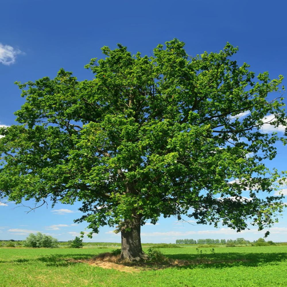 Expert Gardener 1-2 ft. tall Swamp White Oak Live Tree in 1-Gallon Grower Pot