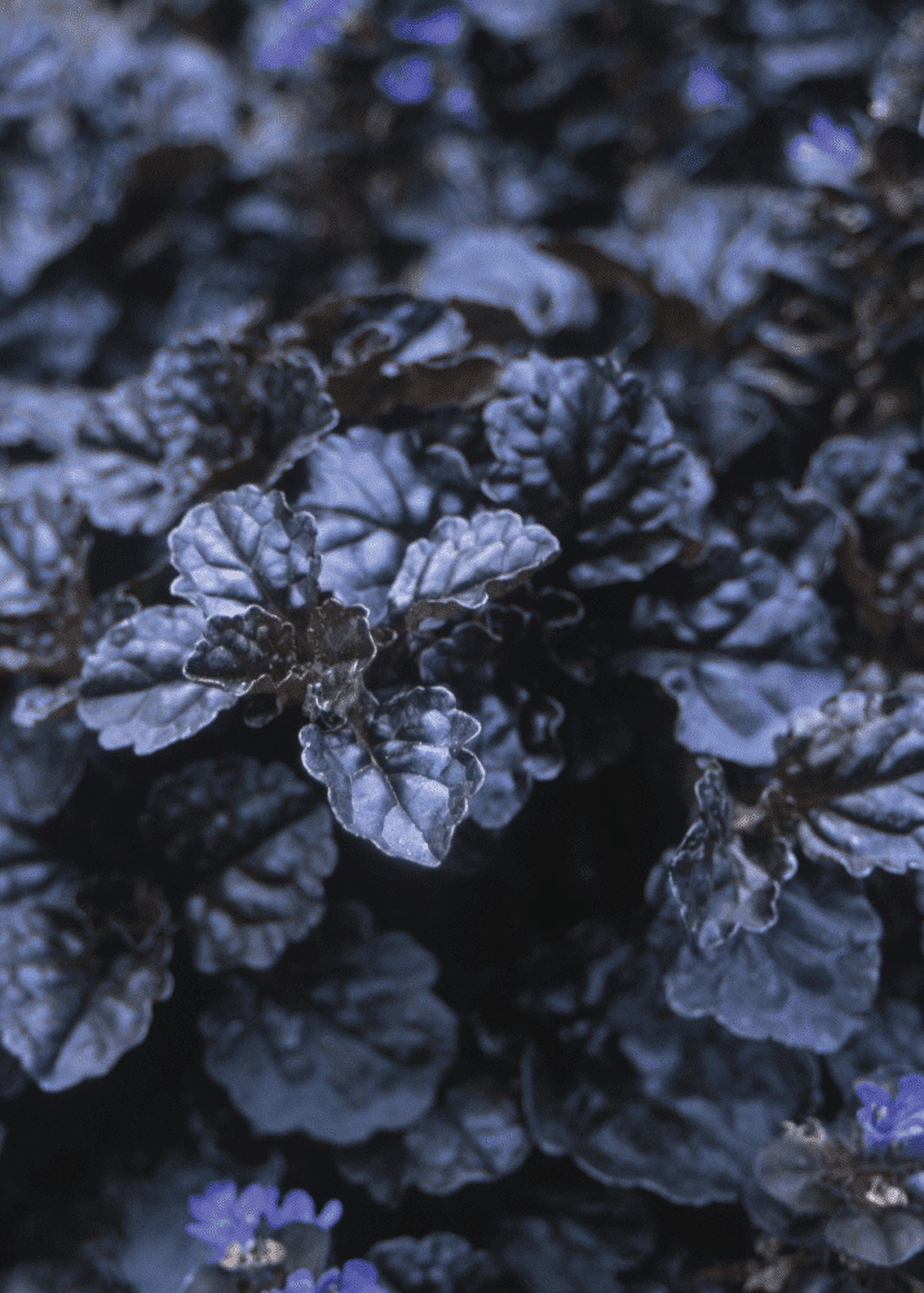 Expert Gardener Outdoor Live Plant Ajuga Bugleweed Purple 2.5QT, Part Shade