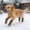 Taille Sans Brun / Bwl, variante sur Chaussettes Antidérapantes Imperméables pour Chien Chaussures Protège-Pattes Ajustables Chaussettes pour Animal Respirantes Semelle Antidérapante pour Planchers de Bois Franc Intérieurs Promenades Extérieures Voyages Trajets en Voiture Chiens Chiots Chien Âgé Fournitures de Soins pour Pattes d'Animaux